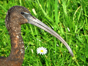 foto Milan Dvorsky 1