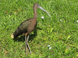 foto Milan Dvorsky 2