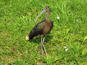 foto Milan Dvorsky 3