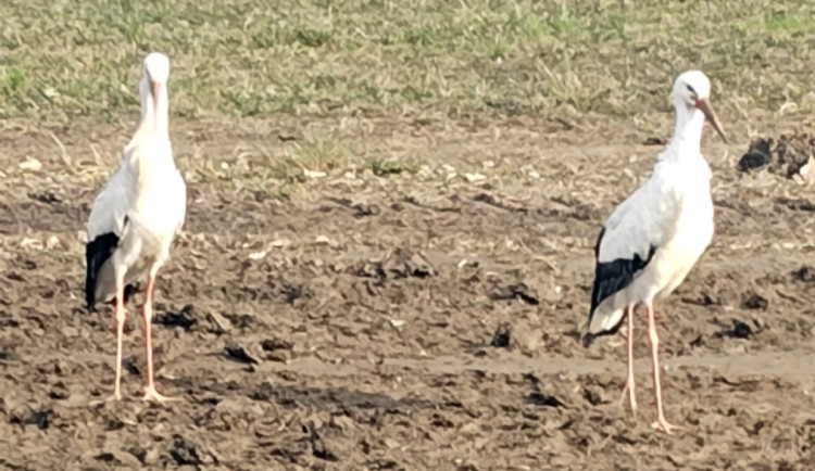 Čapí zima na Hané. Záchranná stanice pomáhá ptačím opozdilcům