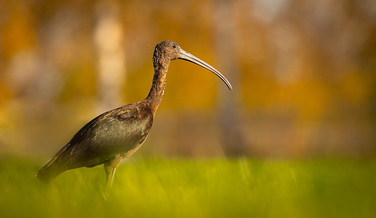 foto Robert Adamec 2