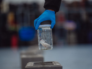 Prvních deset služebních psů českých celníků umí odhalit fentanyl