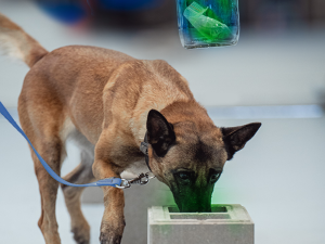 Prvních deset služebních psů českých celníků umí odhalit fentanyl