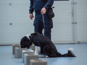 Prvních deset služebních psů českých celníků umí odhalit fentanyl