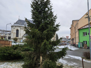 Zbláznili jste se, Tršice se děsily nebezpečného vánočního stromu. Starosta akci stopl