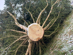 Zbláznili jste se, Tršice se děsily nebezpečného vánočního stromu. Starosta akci stopl