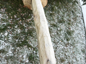 Zbláznili jste se, Tršice se děsily nebezpečného vánočního stromu. Starosta akci stopl