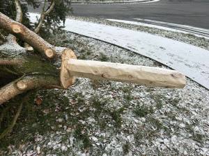Zbláznili jste se, Tršice se děsily nebezpečného vánočního stromu. Starosta akci stopl