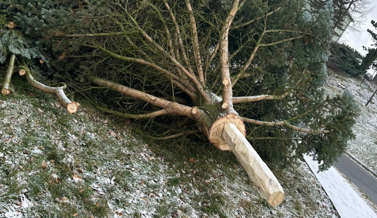 Zbláznili jste se, Tršice se děsily nebezpečného vánočního stromu. Starosta akci stopl