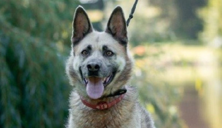 HLEDÁME PÁNÍČKA: