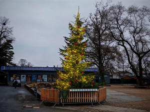 Vánoční strom nazvaný KOKOS na okraji olomouckého parku za pavilonem A Výstaviště Flora