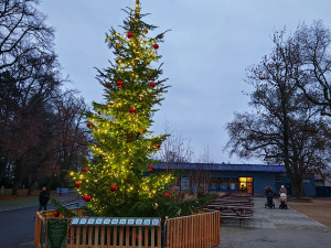Vánoční strom nazvaný KOKOS na okraji olomouckého parku za pavilonem A Výstaviště Flora
