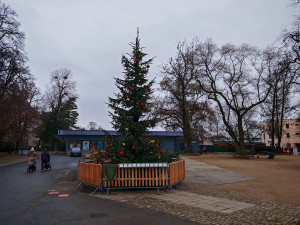 Vánoční strom nazvaný KOKOS na okraji olomouckého parku za pavilonem A Výstaviště Flora