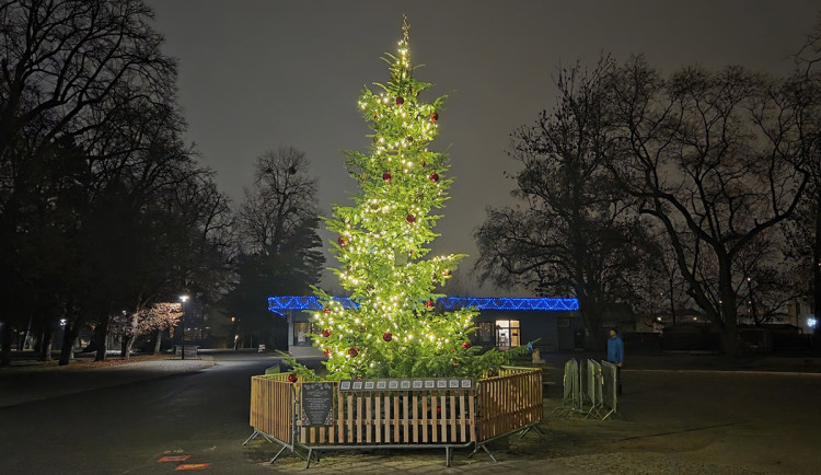 Vánoční strom nazvaný KOKOS na okraji olomouckého parku za pavilonem A Výstaviště Flora