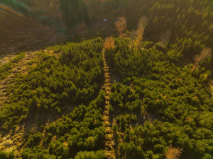 oprava po vyvážení kalamitního dřeva.