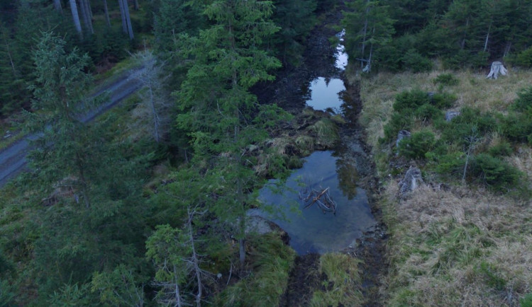 oprava po vyvážení kalamitního dřeva.