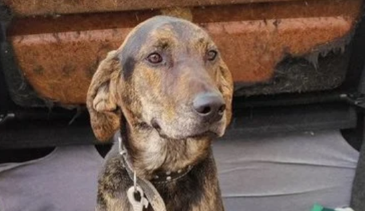 HLEDÁME PÁNÍČKA: Rexík, Žofka a Pluto jsou nekonfliktní a vděční pejsci. Čekají v Javorníku