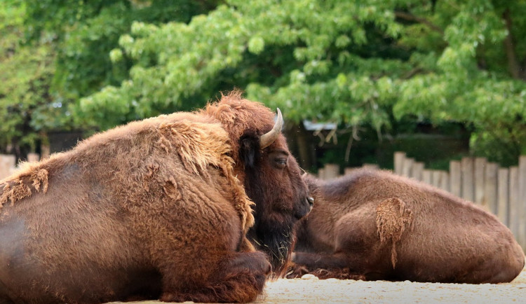 V Doupovských horách může vzniknout rezervace pro zubry, lidé mohou přispět