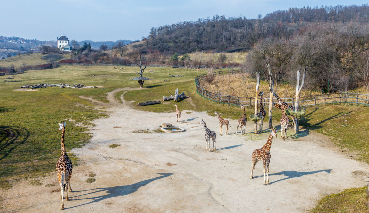 Do konkurzu na ředitele pražské zoo se hlásí 33 kandidátů, komise je posoudí v lednu