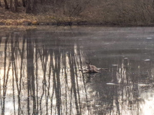 Hasiči zachránili srnku uvězněnou na rybníku v Jeseníku. Zásah komplikoval tenký led