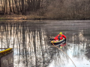 Hasiči zachránili srnku uvězněnou na rybníku v Jeseníku. Zásah komplikoval tenký led