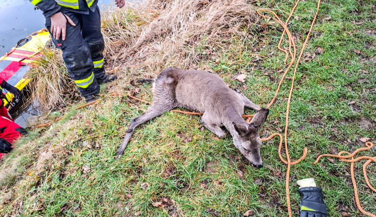 Hasiči zachránili srnku uvězněnou na rybníku v Jeseníku. Zásah komplikoval tenký led