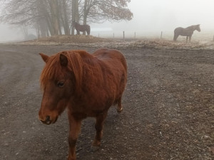 TIP NA VÝLET: Procházka okolo Žlebského vodopádu dá zabrat. Odměnou je malebná příroda