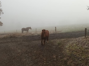 TIP NA VÝLET: Procházka okolo Žlebského vodopádu dá zabrat. Odměnou je malebná příroda