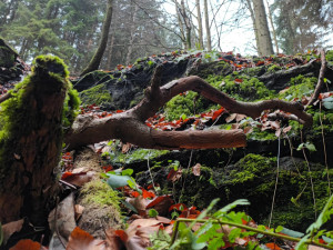 TIP NA VÝLET: Procházka okolo Žlebského vodopádu dá zabrat. Odměnou je malebná příroda