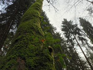 TIP NA VÝLET: Procházka okolo Žlebského vodopádu dá zabrat. Odměnou je malebná příroda