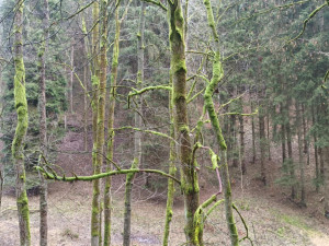 TIP NA VÝLET: Procházka okolo Žlebského vodopádu dá zabrat. Odměnou je malebná příroda