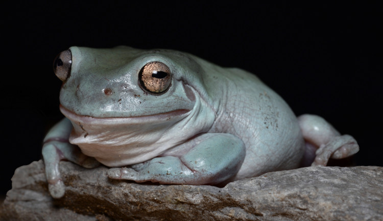 Terária na Svatém Kopečku mají nové přírůstky. Některé druhy chová zahrada poprvé