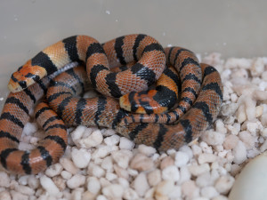 Terária na Svatém Kopečku mají nové přírůstky. Některé druhy chová zahrada poprvé