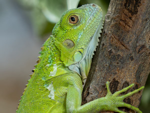 Terária na Svatém Kopečku mají nové přírůstky. Některé druhy chová zahrada poprvé
