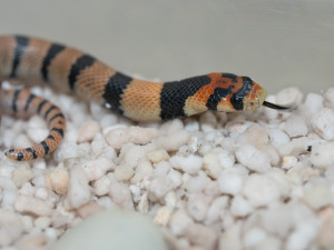 Terária na Svatém Kopečku mají nové přírůstky. Některé druhy chová zahrada poprvé