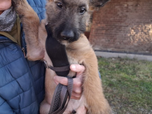 Hasiči o Vánocích bojovali s větrem, požáry, zasahovali u nehod a zachránili psa