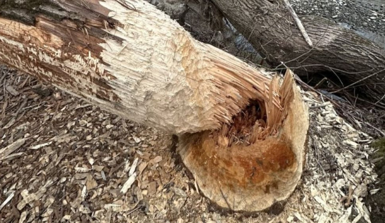 Hranice bojují s bobry. Přestěhovali se z Kuchyňky na Ludinu, ničí zde stromy a staví hráze