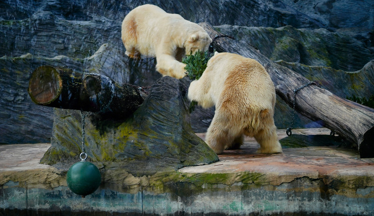 FOTO, VIDEO: Přetahovaná o vánoční strom. Zvířata v Zoo Praha se dočkala nadílky