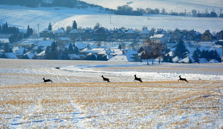 Pozor na srnky i divočáky na silnicích. Policie na jihu Moravy řeší desítky střetů