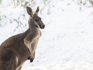 Zoo v zimě nespí. Zahrada láká i na snížené vstupné