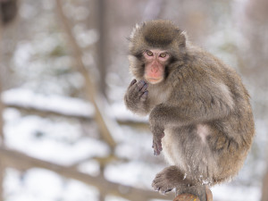 Zoo v zimě nespí. Zahrada láká i na snížené vstupné