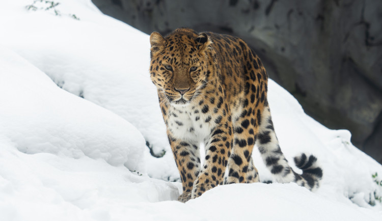 Zoo ani v zimě nespí. Zahrada láká na snížené vstupné
