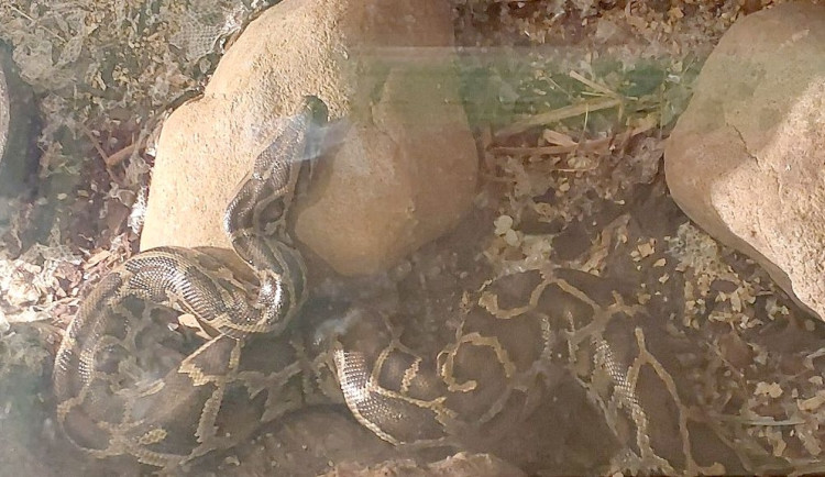 Had se majiteli omotal kolem krku. Muže na Karlovarsku zachraňovali hasiči