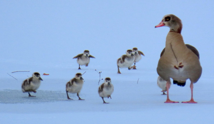 Mrazy vyhánějí ptáky na jih, vodní plochy zamrzají. Přilákat naopak mohou vzácné druhy ze severu