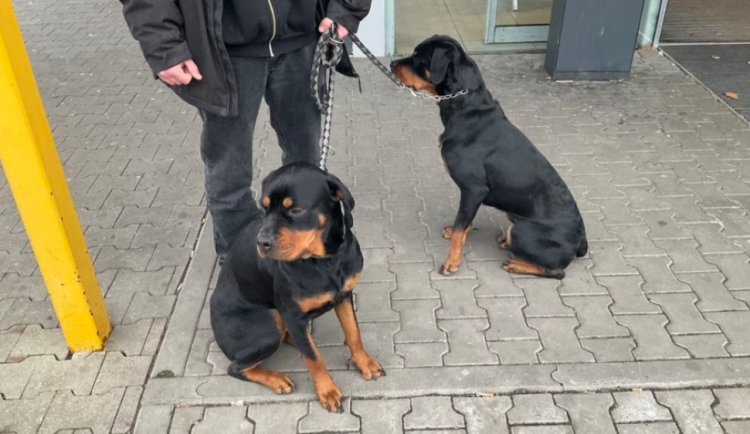 Dva rotvajleři napadli před obchodem v Olomouci ženu. Majitel je špatně uvázal