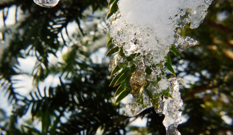 Silné mrazy končí. Přichází obleva, rtuť teploměru se dostane nad nulu