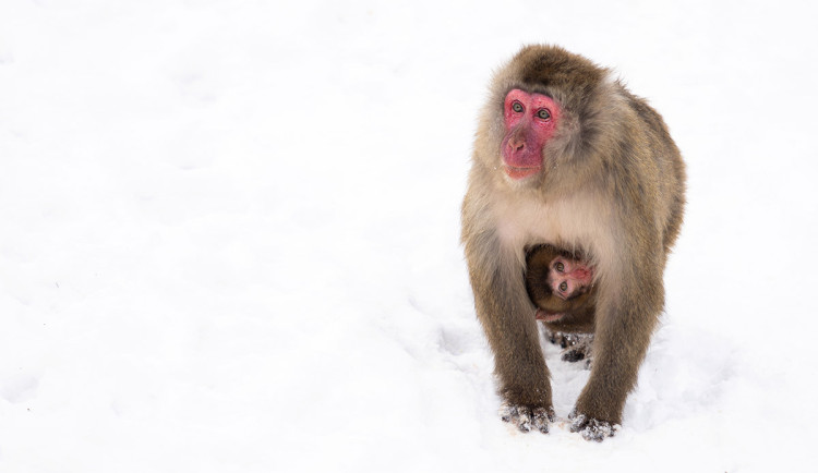Zima v Zoo Olomouc: hanácké mrazy sněžné opice ani levharty netíží