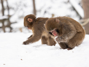 Zima v Zoo Olomouc: hanácké mrazy sněžné opice ani levharty netíží