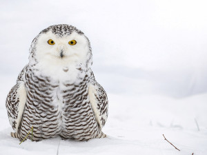 Zima v Zoo Olomouc: sovice sněžní