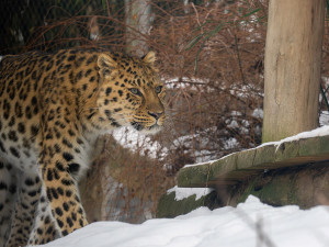 Zima v Zoo Olomouc: hanácké mrazy sněžné opice ani levharty netíží